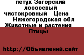 петух Загорский лососевый чистокровный › Цена ­ 400 - Нижегородская обл. Животные и растения » Птицы   